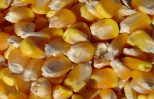 阳春三月国内玉米市场“乍暖还寒”