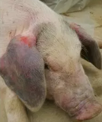 兽医经验：猪蓝耳病防控方案