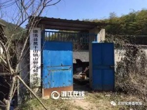 2017年猪场拆迁再开刀，浙江最大的养猪基