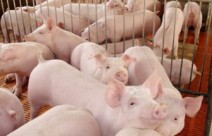 美国和加拿大生猪存量8520万头，2016年增长了3%