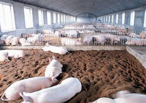 都安生态养猪场总投资340多万元 要帮100农户