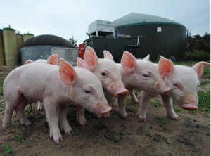 农业部：猪价将会高位震荡，预期 5 月前后将会止跌企稳