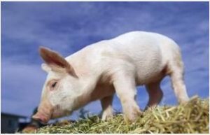 2017国家环保整治行动升级，没过环评、COD超标的猪场岌岌可危