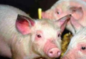 各种猪群感染蓝耳病的症状鉴别