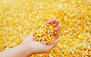 中储粮：计划拍卖玉米总量8890吨 全部流拍
