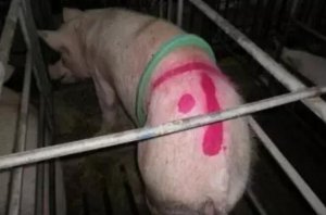 母猪流产--究竟是什么原因引起的？