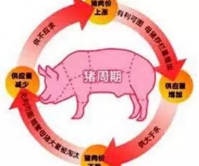 猪周期开始下行 部分饲养群体开始减产止