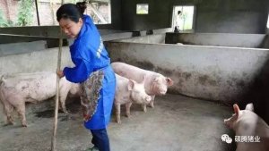 看欧美等发达国家的大型猪场是如何处理猪