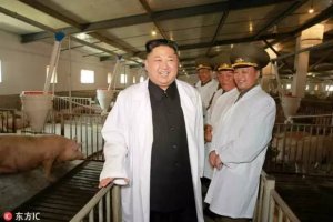 金正恩视察养猪厂，朝鲜为什么把猪场称猪