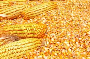 6月15日国内油脂、粕类、小麦及玉米价格