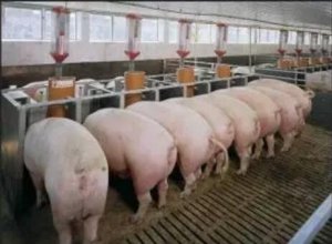 农业部回应规模猪场拆迁如何保护养殖户权