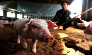 猪场发生猪丹毒该如何进行紧急处理？