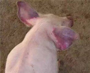 养猪技术：蓝耳病的临床症状及净化方案