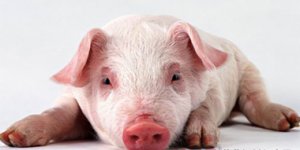 猪繁殖与呼吸综合征诊断技术的研究进展
