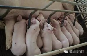 史上最全的母猪饲养方案（内含24个要点，