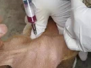 自繁自养猪场免疫经验介绍