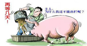 冯永辉：不要压栏养牛猪（8.8）