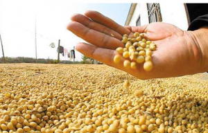 天量大豆进口之后 美国再次大幅上调大豆
