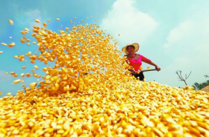 华北玉米行情“昙花一现”新玉米上市价格还能涨不？