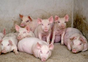 猪群免疫失败的原因，值得反思！