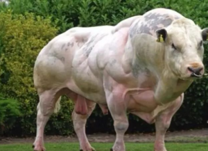 “绿巨人‘猪全身肌肉 你敢吃吗？