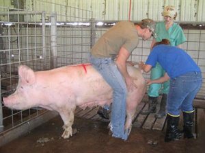 美国养殖户对猪做了什么，为什么成本只有中国的一半？