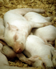 猪场中遇到猪瘟超免需要注意什么?