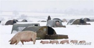 猪业“寒冬”将至，温氏、牧原、雏鹰农牧