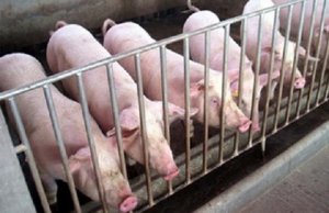 关于猪饲料配制过程中关于原料的两大误区