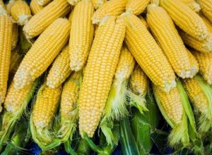 解读今年玉米、大豆收购政策的6大变化