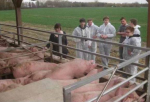 关于养猪场排污 德国养猪场如何“善后”？