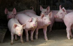 秋季气温降低，猪场要做好保温、饲料和疫
