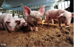 养猪人，如何利用生物发酵床技术养猪，全
