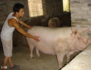 小散养猪户在做母猪人工授精时需注意的细