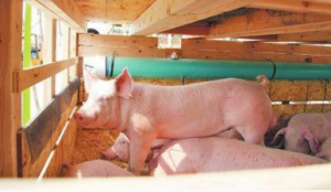 首批加拿大种猪抵川“定居” 后代肉猪每