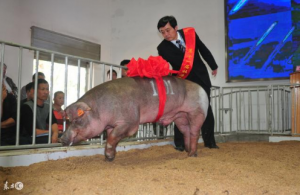关注这头猪让你的每头小猪都是健仔，出生7斤5，断奶16斤