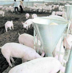 规模化养殖必学：日本“工厂化”养猪，你听过吗？