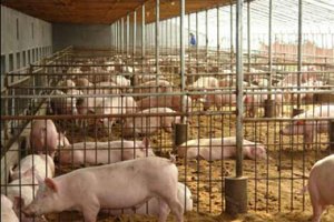 辰溪：万头猪场标准化养殖项目明年4月投