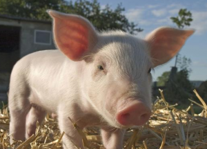 猪群治疗过程中，了解药物的性状，才能更有效的治愈患猪