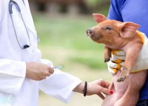 为什么你的猪疫苗免疫效果不好？九大细节总有一点没做好！
