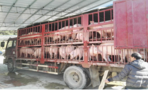 黎平县合作社与畜牧有限公司合作养殖的第