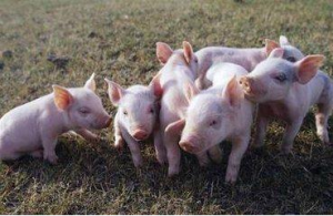 猪生长发育饲养管理过程