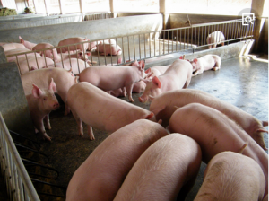 美国和中国养猪技术的重点有哪些不同？