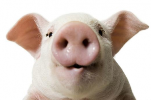如何防治猪传染性胸膜肺炎？与猪肺疫和猪喘气病的区分在哪？