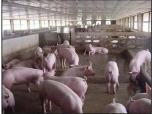 云南：新平40万头生猪养殖生态循环产业化