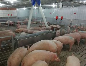 委内瑞拉猪肉短缺 原因竟是欠供应商钱