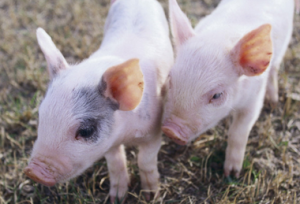 多位国家工程院士权威解读关于猪养殖的几个小常识