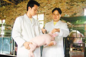 养殖户必须知道的猪病用药的原则和技巧！