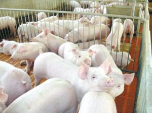 重庆“三合一”模式打造生猪良种繁育体系