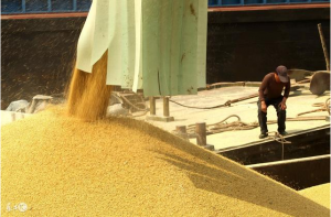 豆粕供应不断增加 短期仍以弱势震荡为主